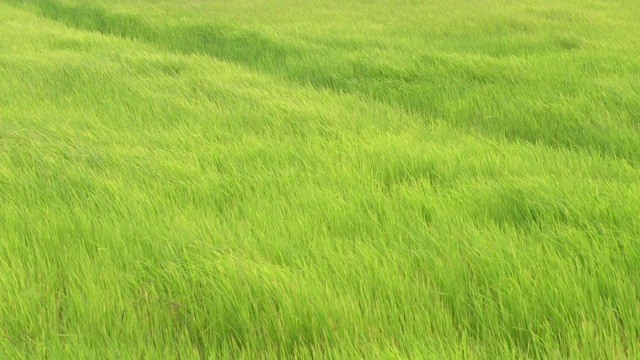 微风吹拂着绿草地视频素材