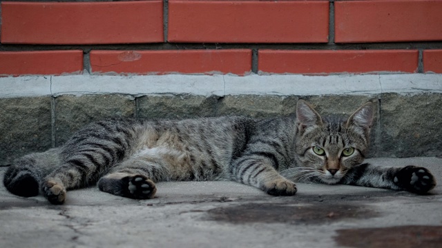 美丽可爱的猫。特写的条纹，斑点猫躺在地上的街道。漂亮的虎斑猫放松视频素材