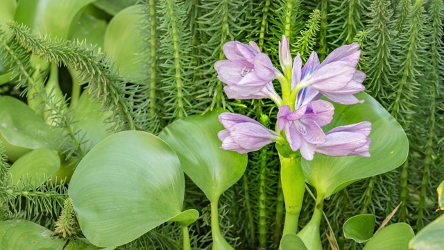 4K水葫芦时间流逝视频素材