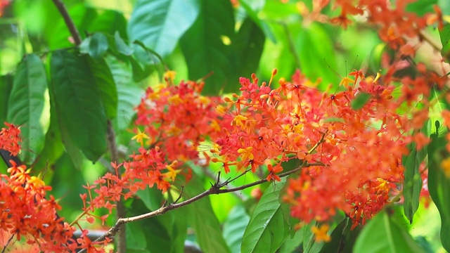 阿育王，萨拉卡，悲伤树花束红花在花园里视频素材