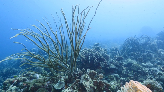 加勒比海碧绿的珊瑚礁海景/库拉索岛，有鱼，珊瑚和海绵视频素材