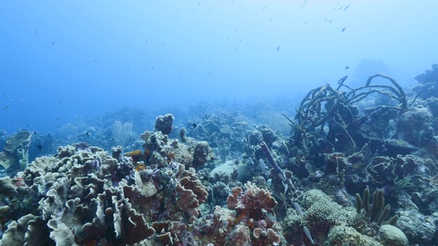 加勒比海碧绿的珊瑚礁海景/库拉索岛，有鱼，珊瑚和海绵视频素材