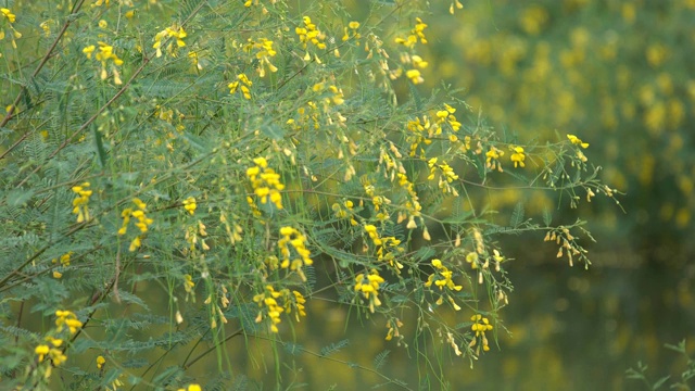 美丽的黄色田菁花视频素材