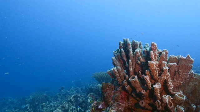 加勒比海珊瑚礁的绿松石海水/库拉索岛与鱼，珊瑚和海绵花瓶视频素材