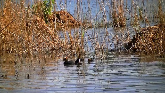 欧亚白骨顶成虫在芦苇、Fulica atra或Blässhuhn之间喂养幼雏视频素材