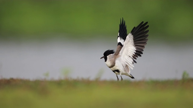 成年田凫(Vanellus duvaucelli)，视频素材