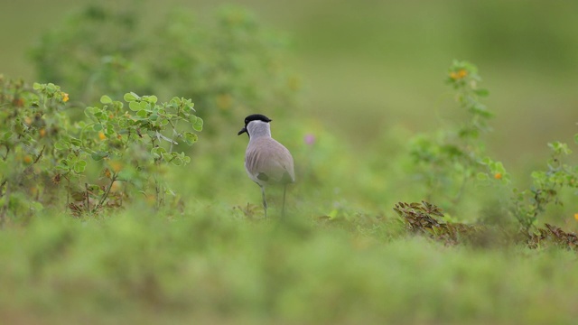 成年田凫(Vanellus duvaucelli)，视频素材