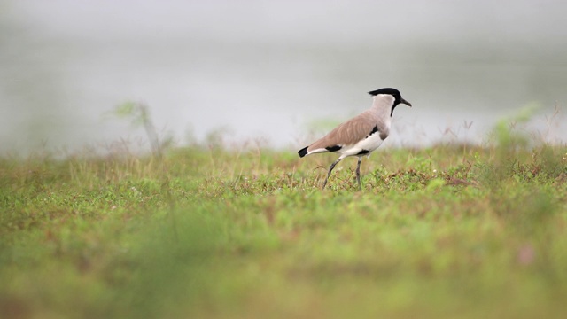 成年田凫(Vanellus duvaucelli)，视频素材