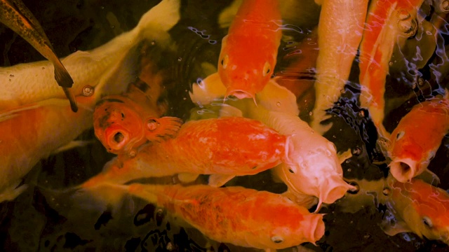 许多黄色的鱼在深海水族馆的珊瑚下游泳。视频素材