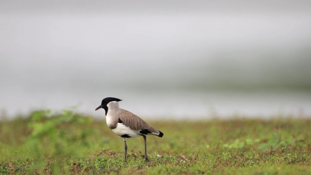 成年田凫(Vanellus duvaucelli)，视频素材