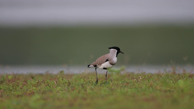 成年田凫(Vanellus duvaucelli)，视频素材