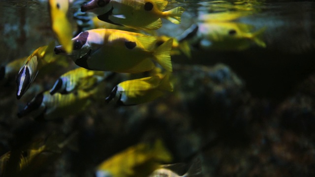 许多黄色的鱼在深海水族馆的珊瑚下游泳。视频素材