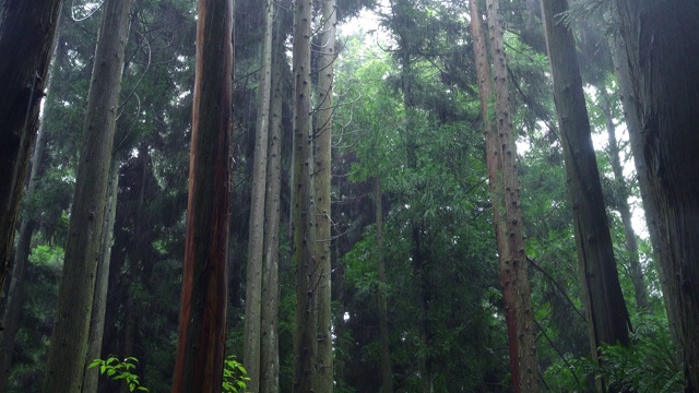 雨在林地视频素材