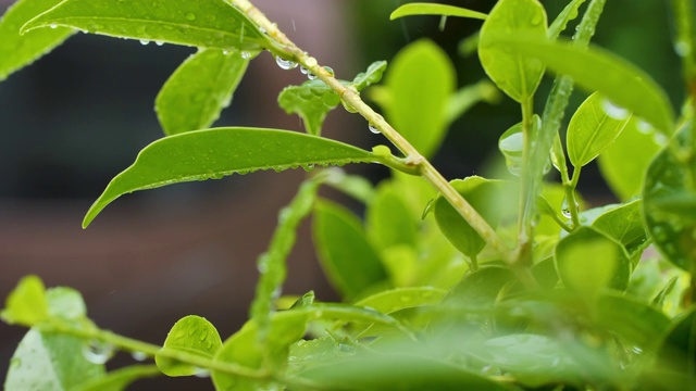 慢动作的雨滴落在树叶上视频素材