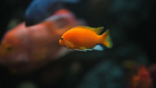 许多黄色的鱼在深海水族馆的珊瑚下游泳。视频素材