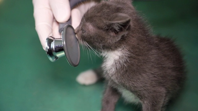 兽医检查一只小猫，宠物诊所。视频素材