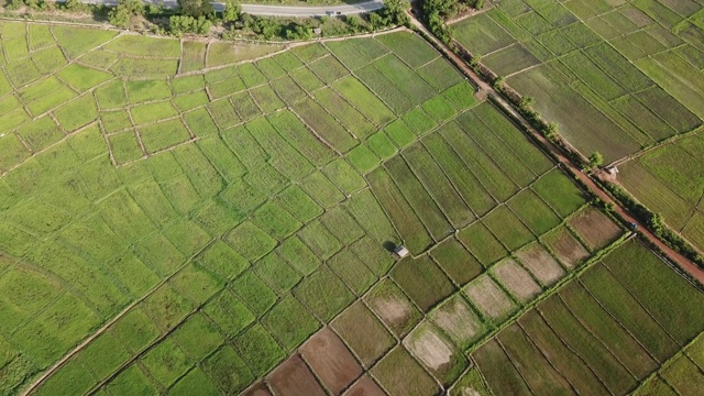 泰国北部梯田视频素材