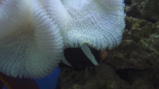 观赏水族馆内，海葵鱼庇护在海葵植物和珊瑚视频素材