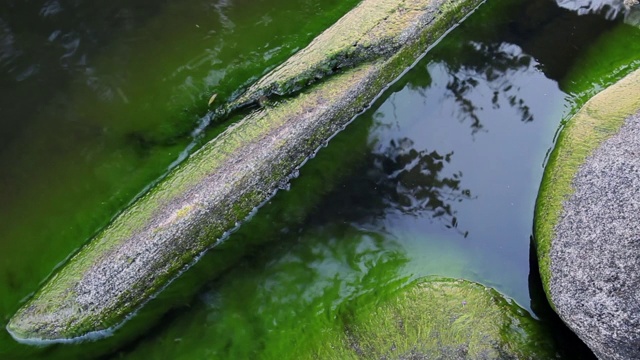 水藻覆盖着水中的岩石视频素材