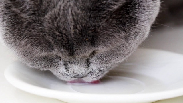 灰色的猫饮料视频素材