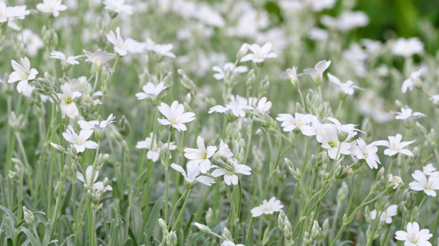 毛囊蕨(Cerastium tomentosum)的白花是石竹科观赏植物。视频素材