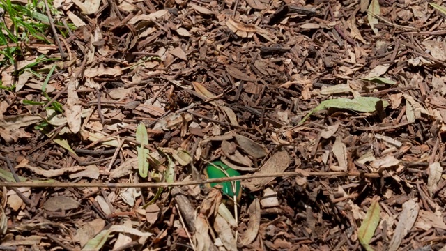 吃无花果的甲虫会在地膜下钻洞视频素材