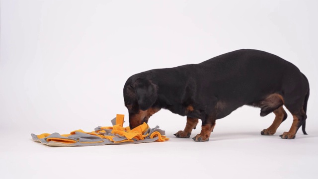 聪明的腊肠犬训练柔软的可洗鼻垫，寻找食物隐藏在主人，白色背景，复制空间。和宠物玩智力游戏。视频素材