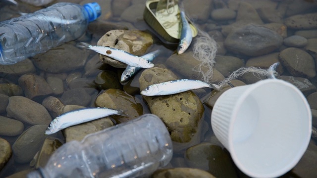 海滩上的死鱼造成了水污染视频素材