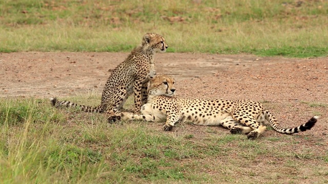 野生非洲猎豹妈妈和猎豹幼崽视频下载