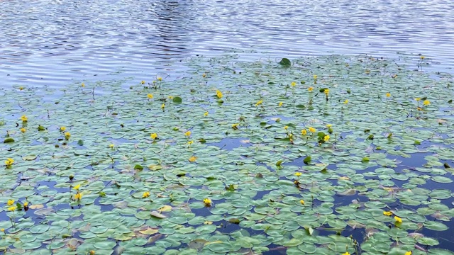 夏天池塘里的睡莲视频素材