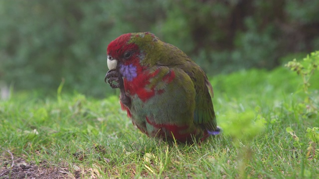 幼红蔷薇(Platycercus elegans)在地上吃视频素材