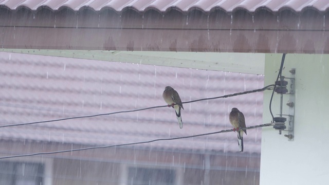 下雨天，两只鸽子在雨天的屋檐下。视频素材