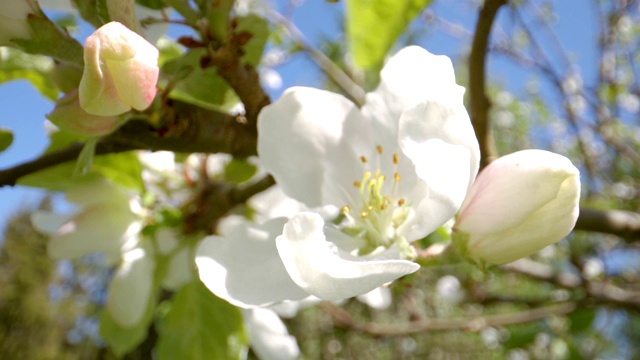 白色花朵里面的蜜蜂的样子视频素材