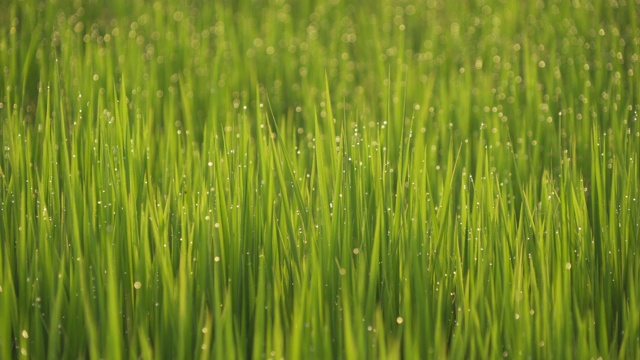 近距离的亚洲水稻与水在绿色的农田与植物等待收割在农村或农村地区的亚洲。自然景观背景。视频素材