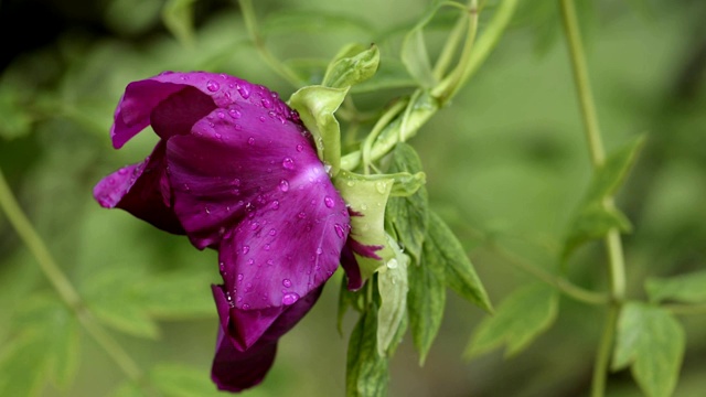 紫牡丹雨后花视频素材