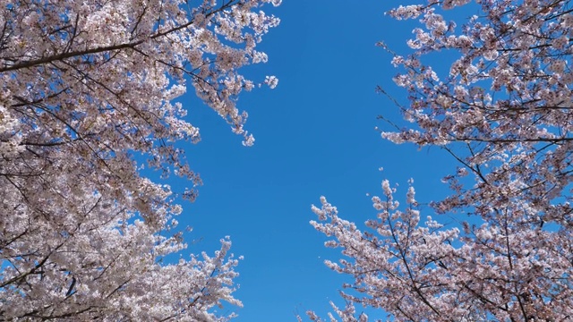 春天的樱花，蓝天为背景视频下载