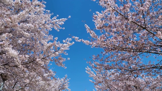 春天的樱花，蓝天为背景视频素材