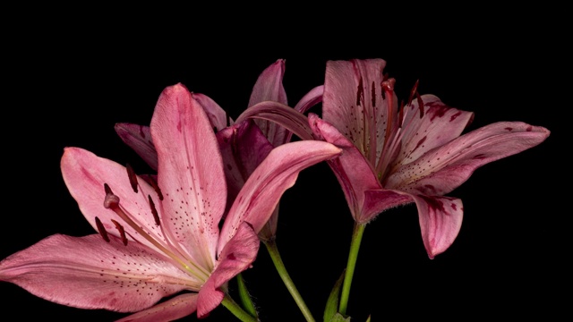 美丽的红色百合花花蕾盛开的时间流逝，极端接近。时间流逝的新鲜莉莉开放特写。孤立在黑色背景。视频素材