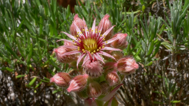 石莲花(Sempervivum tectorum)视频素材