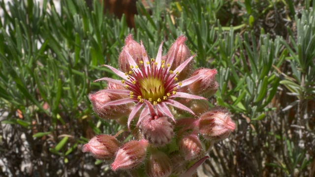 石莲花(Sempervivum tectorum)视频素材