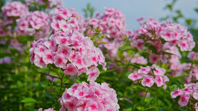 彩色的粉红色夹竹桃花在花园里随风摇曳的特写。视频素材