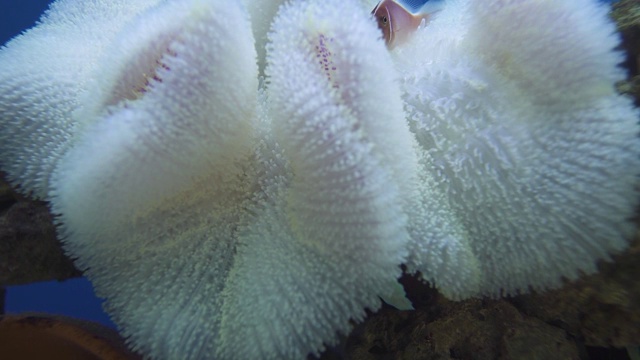 小丑鱼藏在水族馆的白色海葵中视频素材