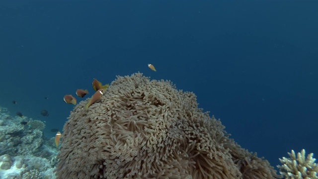 马尔代夫，一群马尔代夫海葵鱼在美丽的海葵附近游泳视频素材