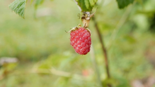 红熟多汁的覆盆子在花园里，在阳光明媚的夏日里，一个又大又甜的覆盆子。树莓收获。在风中摇曳的树枝上的美味浆果。特写镜头视频素材