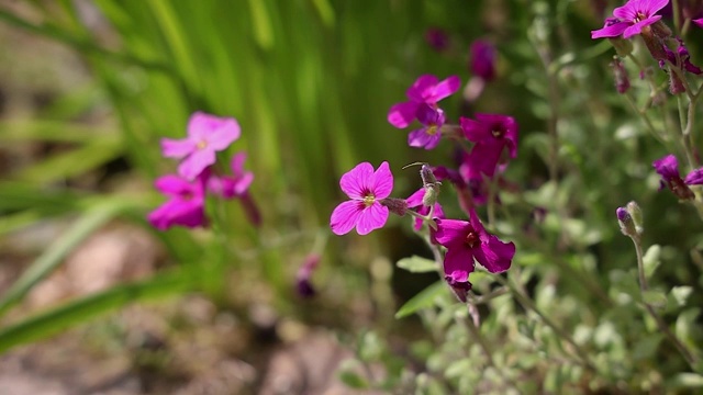 粉红色的Aubrieta花在阳光下飞舞视频素材