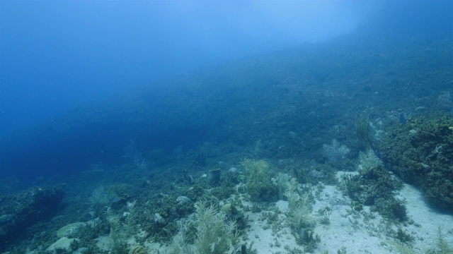 加勒比海碧绿的珊瑚礁海景/库拉索岛，有鱼，珊瑚和海绵视频素材