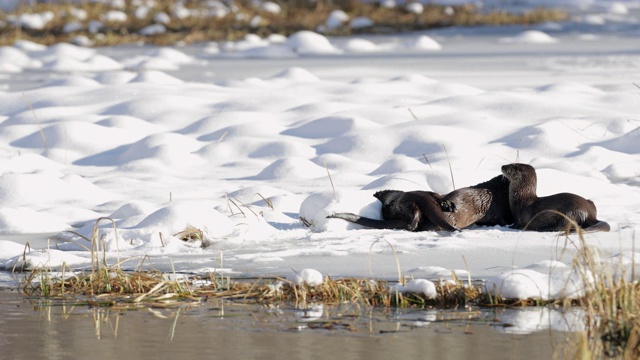 MS 4K拍摄水獭(Lontra canadensis)在新雪中的池塘里玩耍/钓鱼视频素材