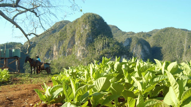 古巴比纳莱斯山附近的乡村烟草农场视频素材