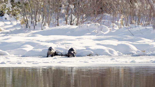 MS 4K拍摄水獭(Lontra canadensis)在新雪中的池塘里玩耍/钓鱼视频素材