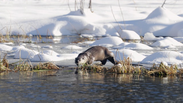 MS 4K拍摄水獭(Lontra canadensis)在新雪中的池塘里玩耍/钓鱼视频素材